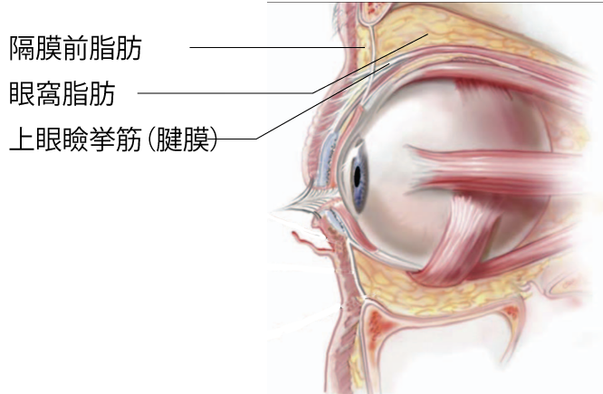 上眼瞼（うわまぶた）の凹みの原因と対処